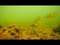 Под водой на водохранилище Дрозды и реке Свислочь