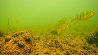 Под водой на водохранилище Дрозды и реке Свислочь