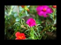 Moss Rose - A Flower Story