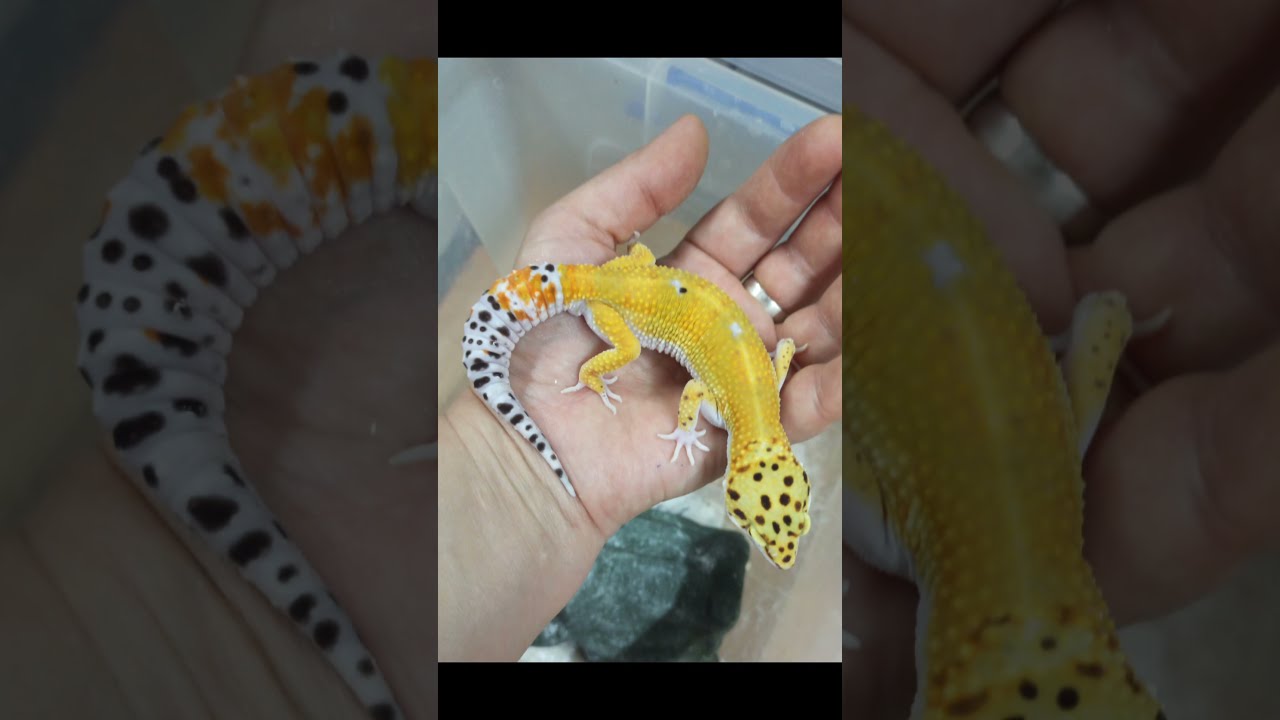 Некоторые мои питомцы.🥰