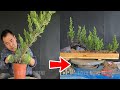 How to bend a bonsai - great bonsai bending skills #113