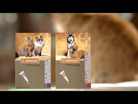 advocate-for-cats-and-dogs