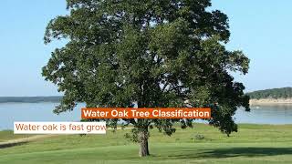 Water Oak Tree Facts: Learn All About This Outstanding Oak!