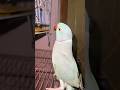 Indian Ringneck Talking Parrots #talkingparrot #parrot #shorts
