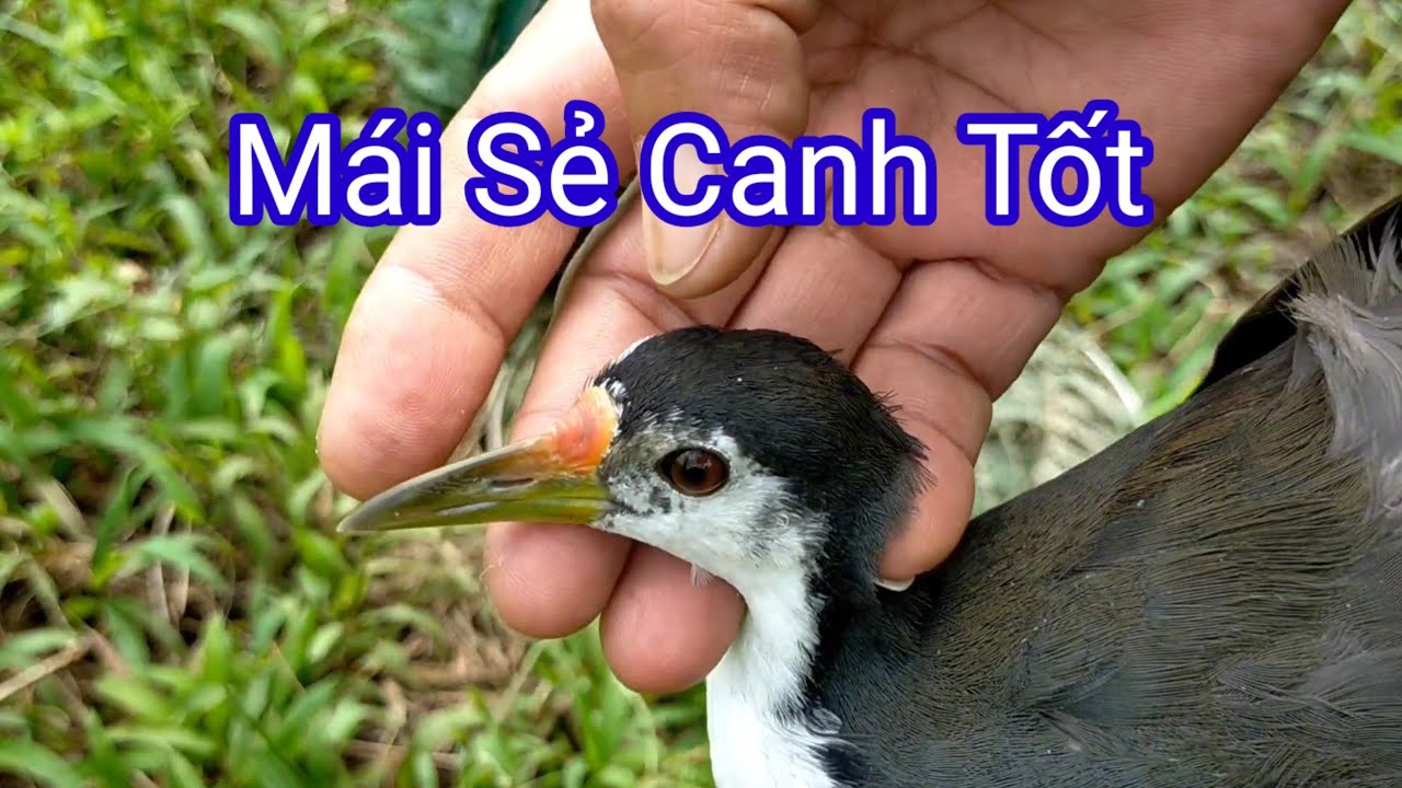 Trở Lại Chỗ Cũ Lụm Luôn Con Mái