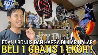 REZEKI ! TANGGAL MUDA BELI 1 GRATIS 1 EKOR MURAI BATU BONUS BANYAK BOWO MURAI JELAMBAR