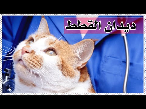 فيديو: لماذا تفقد قطتي الوزن؟ فقدان الوزن في القطط