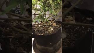 update on jammy dodgers#2 getting ready for harvest. #marshydro #organicfarming