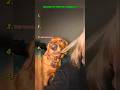 Golden Retriever Top 6 moments #funny #shorts #dogs #funnymoments