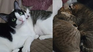 A Cats that being sweet to each other| Cuddling Cats |CatsLifePH