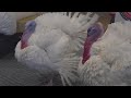 2 Minnesota turkeys being pardoned by President Joe Biden | LIVE