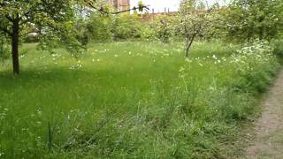 Sissinghurst garden