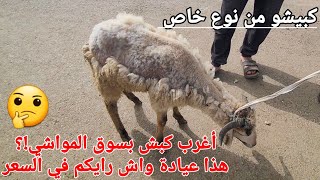أغرب كبش عيد الأضحى 2026 !؟ المهم السعر أرخس من الكباش المستوردة قولولي واش رايكم !؟ سوق المواشي 🐏🇩🇿