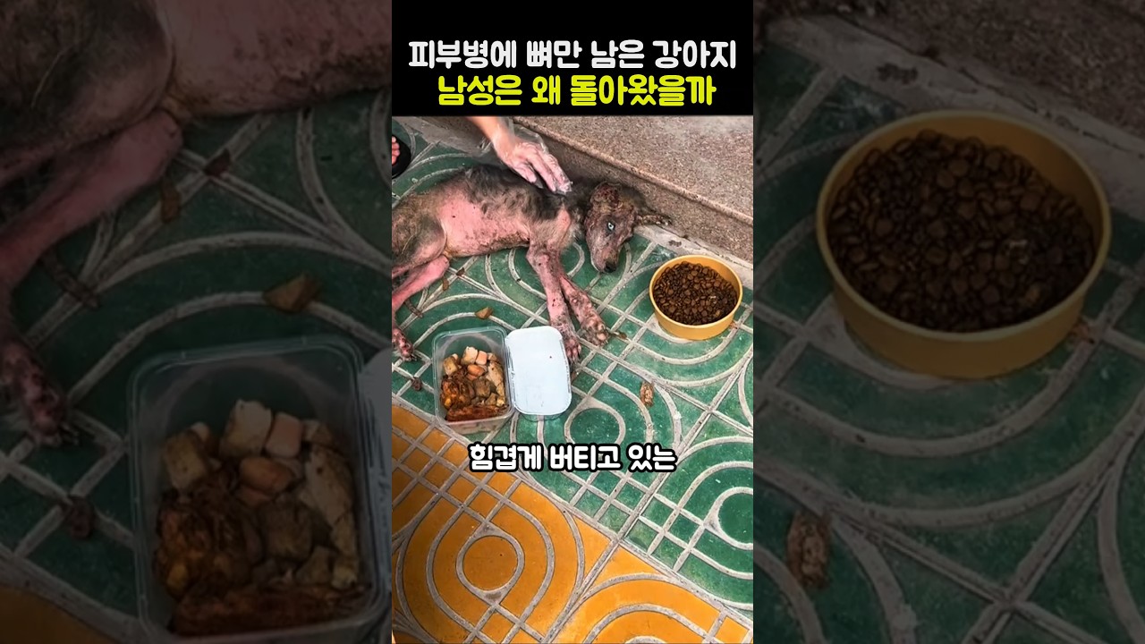 피부병에 뼈만 남은 강아지 남성은 왜 돌아왔을까... #강아지 #유기견 #강아지구조 #감동