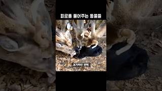 피로를 풀어주는 동물들