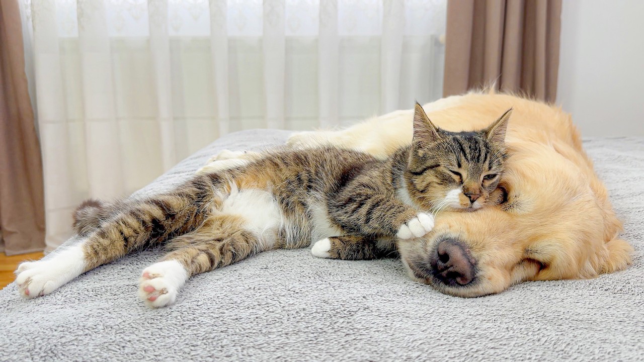 Adorable Kitten Finds the Perfect Bed… a Golden Retriever!!