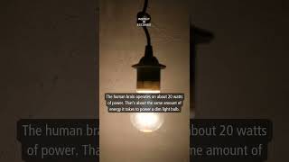 Todays Insight Human Brain