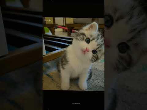 أين انتم يا مابين قطط اشتراك بالقناة حيوانكم نفضل