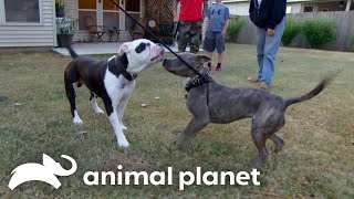 Bam The Dog Gets A New Girl Friend | Pit Bulls & Parolees | Animal Planet by Animal Planet 135,438 views 1 month ago 10 minutes