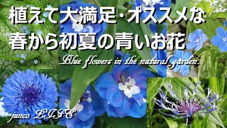 初夏のお庭に大好きな青いお花が咲いています＊猫