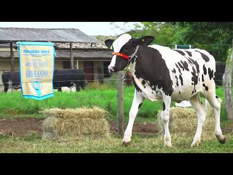 LOTE 07 XUXA ALTAASHER BON BELEM 0194 CN
