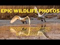 EPIC WILDLIFE Photos of wildlife and nature in Sweden