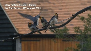 Slow motion Swallows