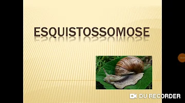 Qual é o verme causador da esquistossomose?