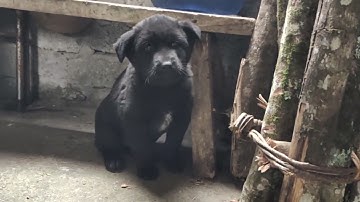 Thần thái hoang dã của chó H