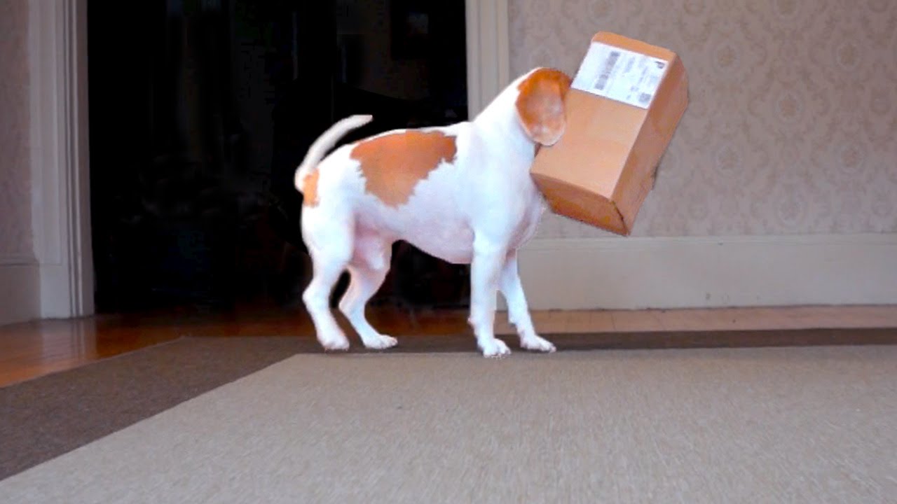 dog with box