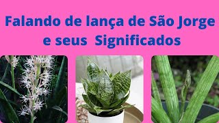 Qual o significado da planta lança-de-São-Jorge?
