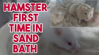 HAMSTER  FOR THE FIRST TIME IN THE SAND BATH