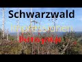 Hornisgrinde,Schwarzwald,Black Forest