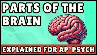 Parts of the Brain (AP Psychology Quick Guide)