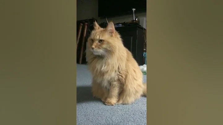 Video 4759521: cat funny gorgeous beautiful, cute cat funny gorgeous, cat cute beautiful love, adorable cats