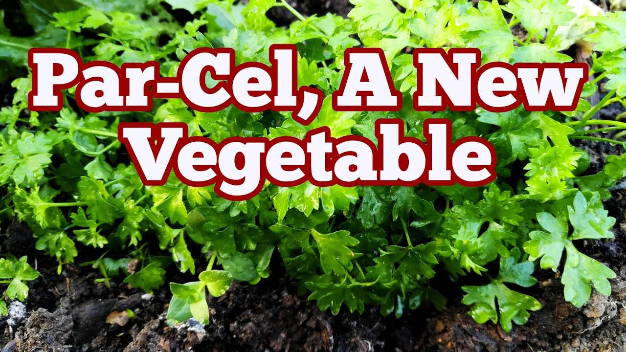 Par-Cel, A New Hybrid Vegetable Salad Green / No Dig Organic Allotment Kitchen Garden And Polytunnel