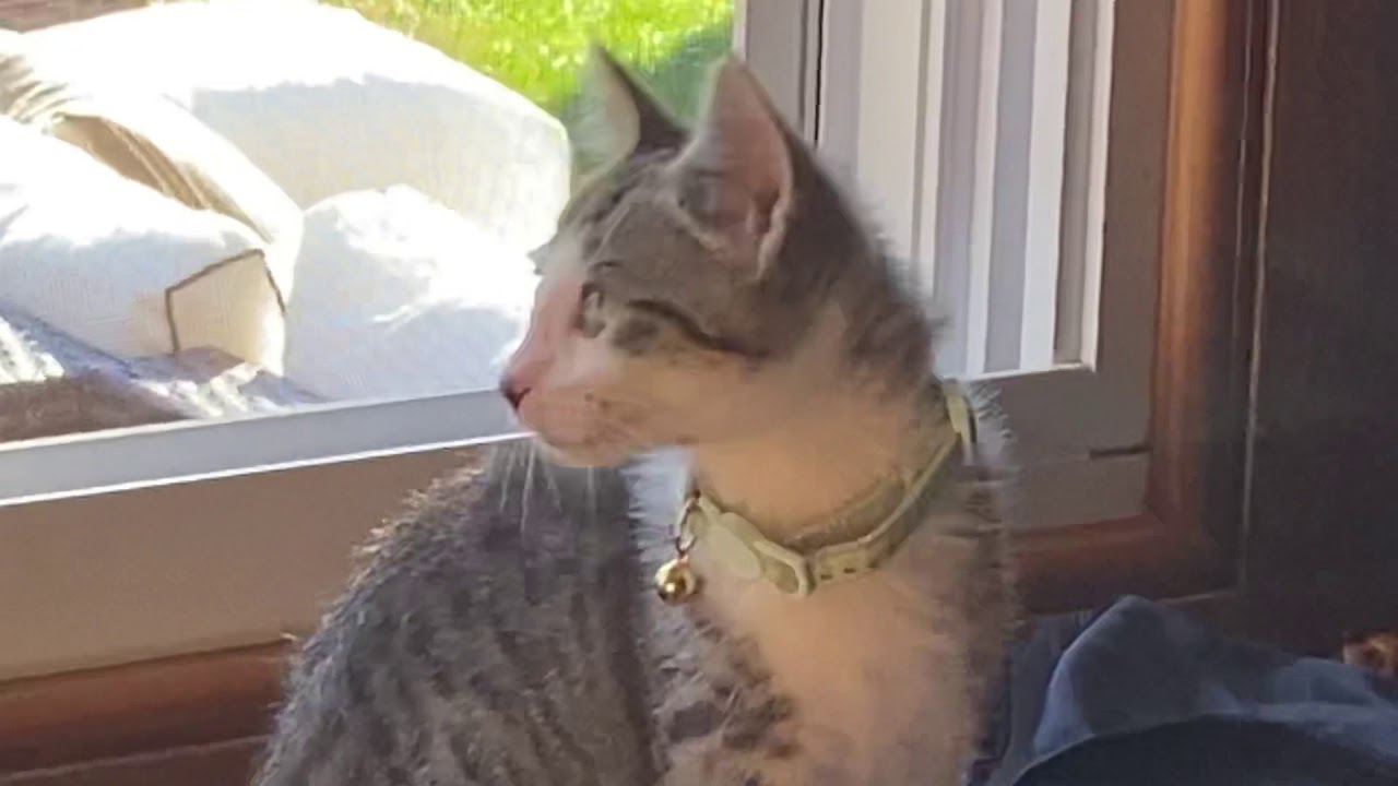 Did I just throw a cat YouTube