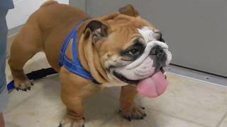 Severe Elongated Soft Palate in English Bulldog at Dr. Kraemer Vet4Bulldog.com screenshot 5