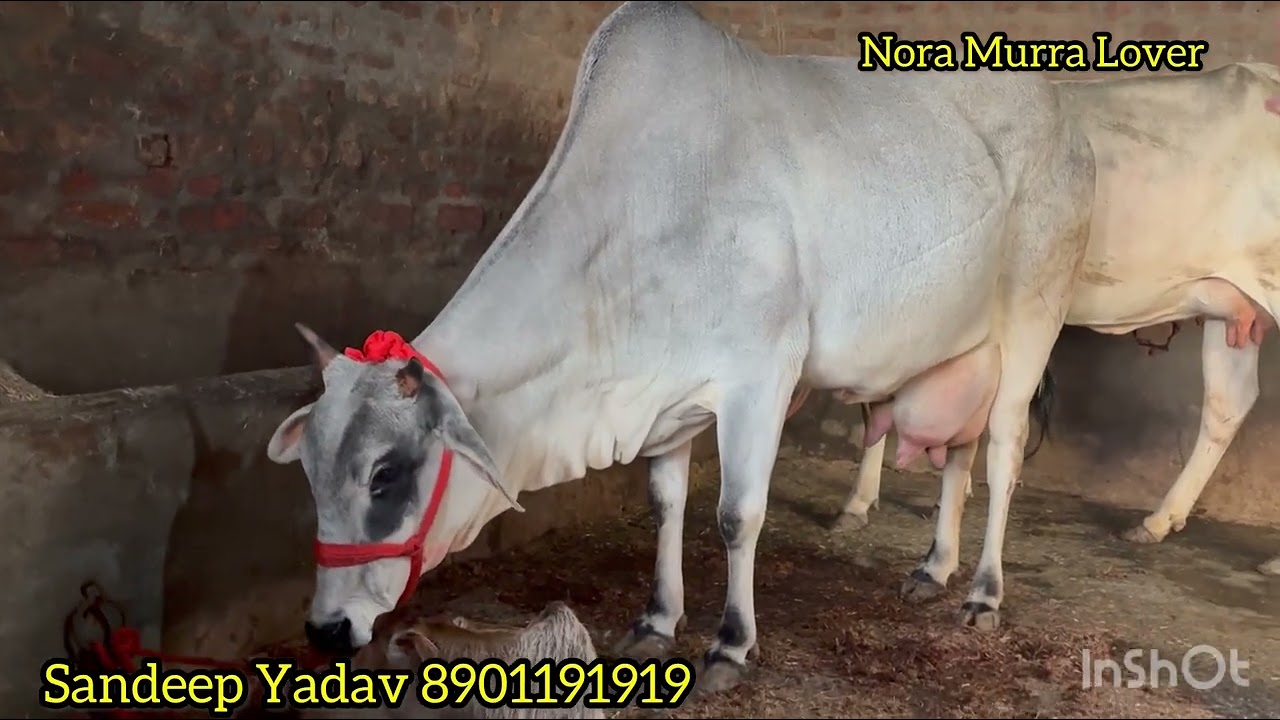 20 kg दूध वाली हरियाणा नस्ल की गाय Nora Dairy Farm desi cow