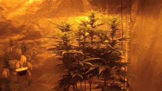 Grateful Tips- Flowering Tips #1 legal cannabis tent grow