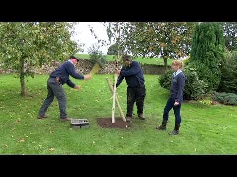 How To Stake A Spruce Tree
