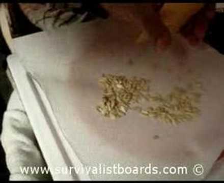 How to save seeds