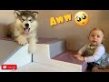 Baby Meets New Malamute Puppy For The First Time!! (CUTEST EVER!)