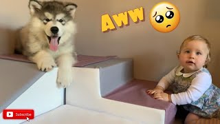 Baby Meets New Malamute Puppy For The First Time!! (CUTEST EVER!)