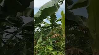 Lihatlah Bentuk Awan Mulai Berubah Jadi Raksasa shorts