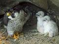 The Tale of the Peregrine Falcon『隼のお話し』