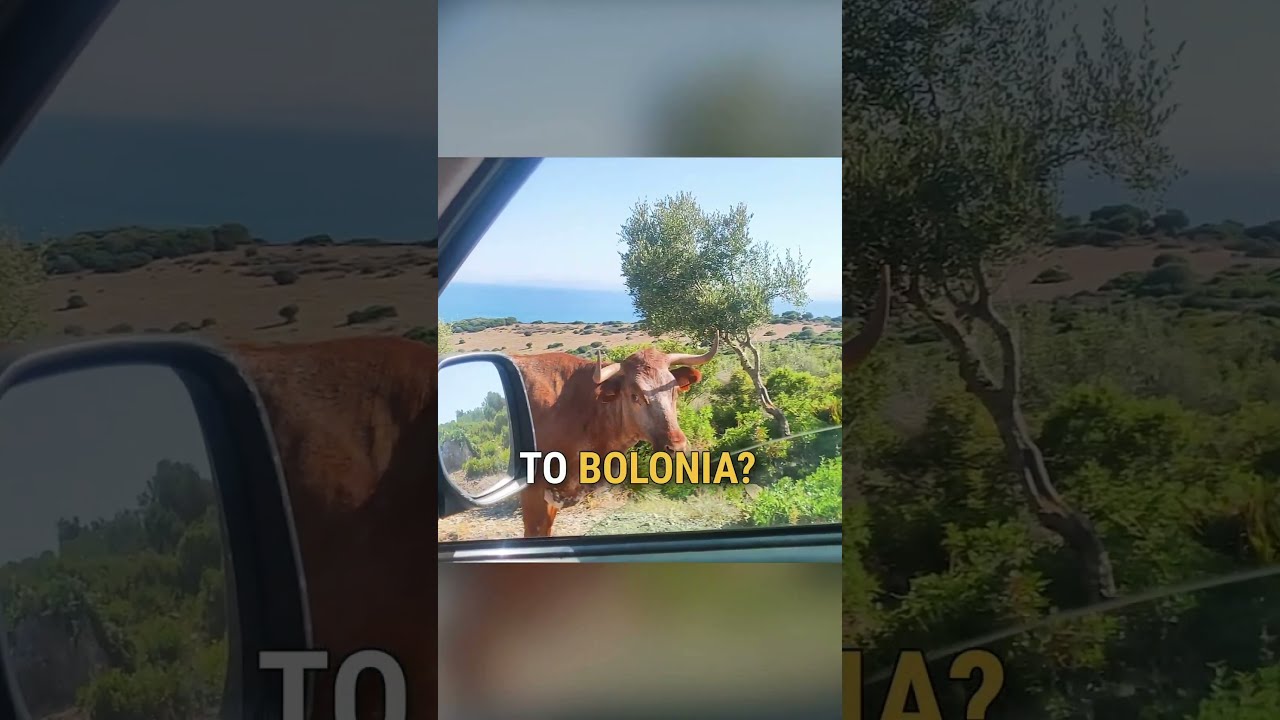 Who Knew Cows Could Give Directions Shorts
