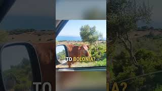 Who knew cows could give directions 🤣 🙌 #shorts