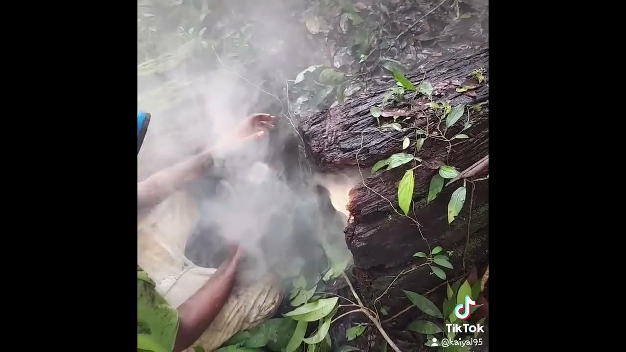 hunting in trinidad hunting huntingseason 2022 YouTube