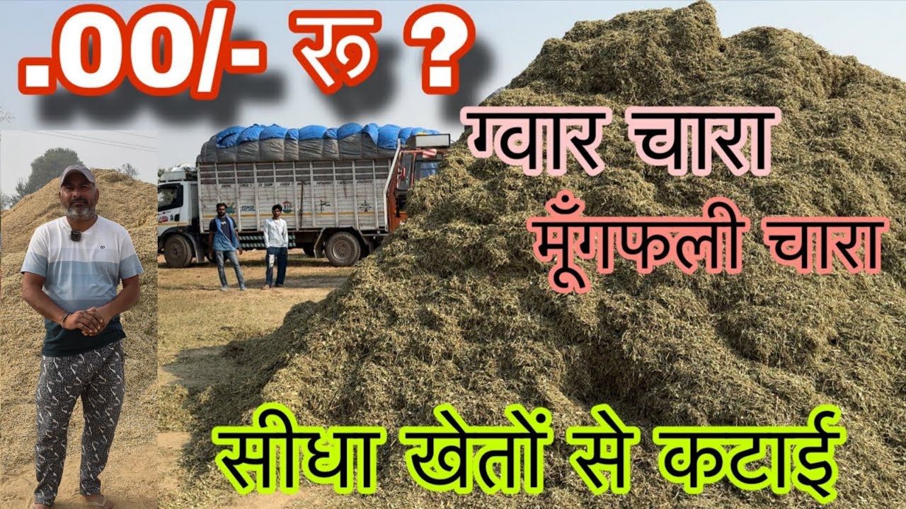  ग्वार का भूसा हरि पत्ती बकरी फ़ार्म पर hari Patti goat feed
